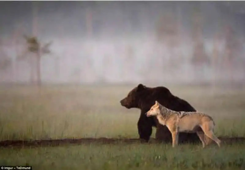 lupo e orso amici