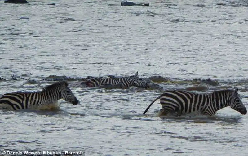 mattanza delle zebre in kenya