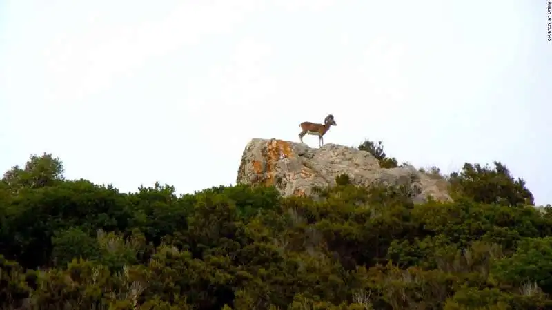 mufloni portati per cacciare