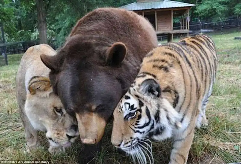 orso tigre e leone amici