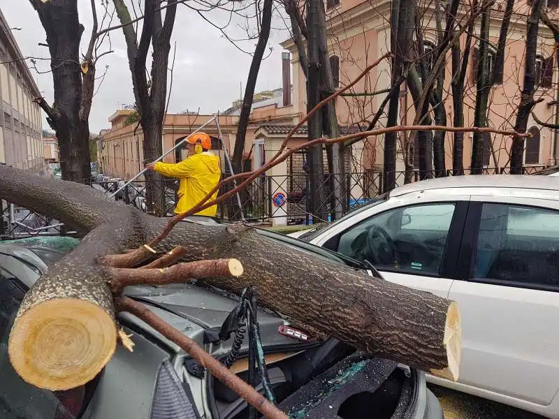 albero caduto