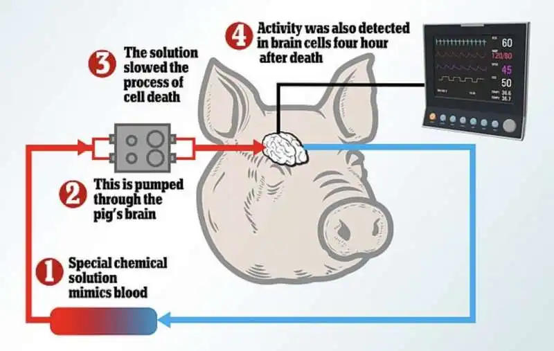 cervello di maiale riattivato dopo 4 ore dalla morte 6