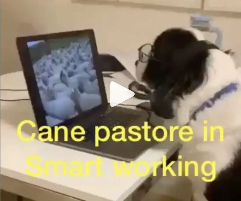 cane pastore in smart working  - coronavirus meme