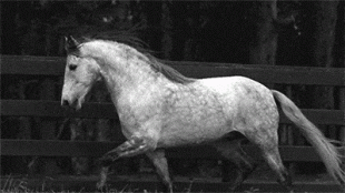 cavallo