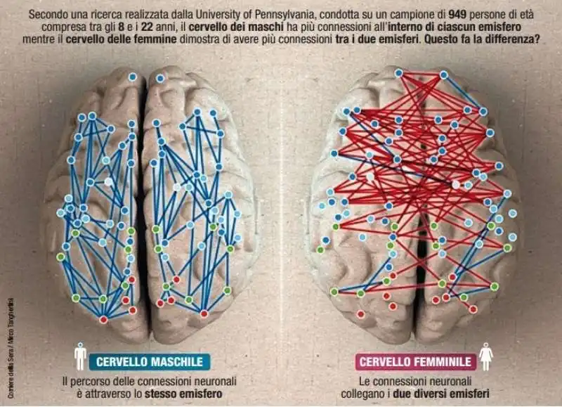 cervello uomo e donna 7