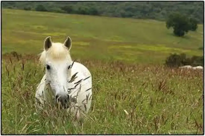 italian horse protection