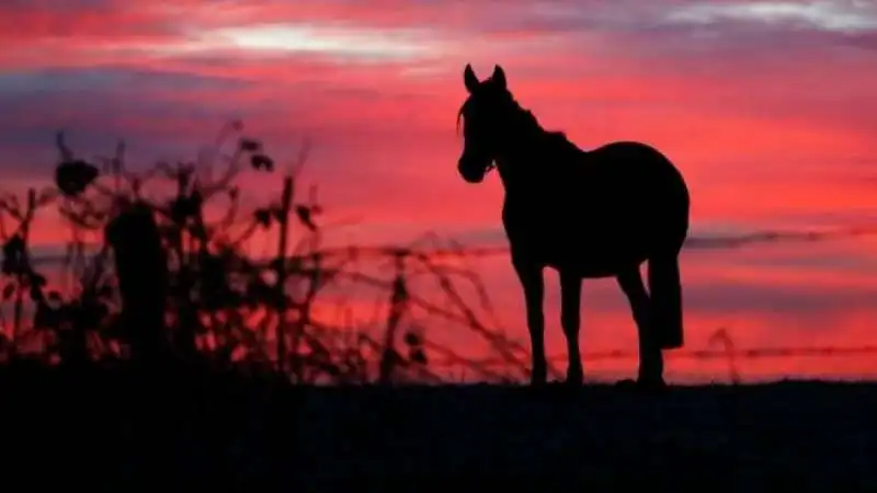 italian horse protection volterra