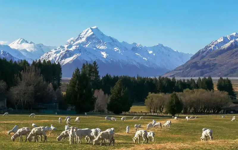 nuova zelanda 1