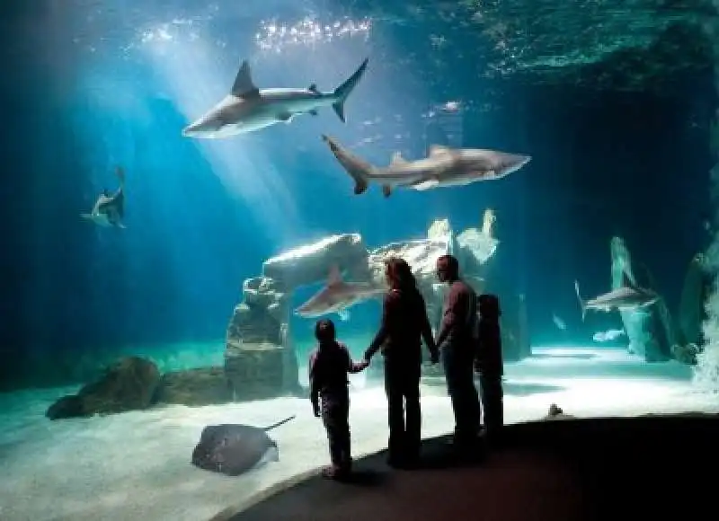 acquario di genova 5