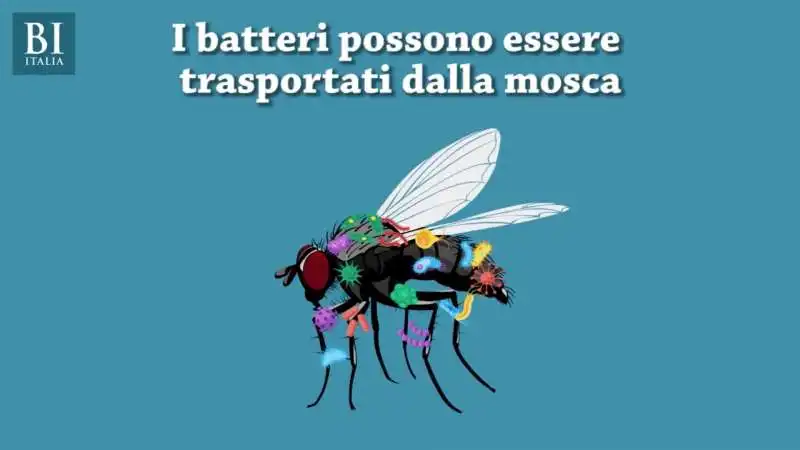 BATTERI SULLE MOSCHE