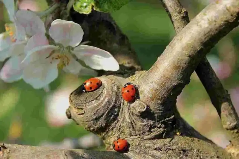 Coccinelle