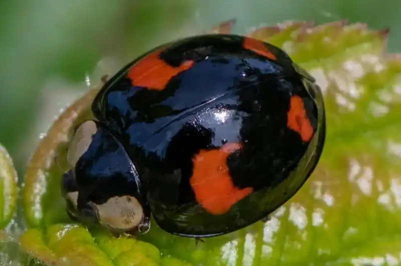 Coccinelle