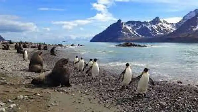 FOCHE E PINGUINI GEORGIA DEL SUD