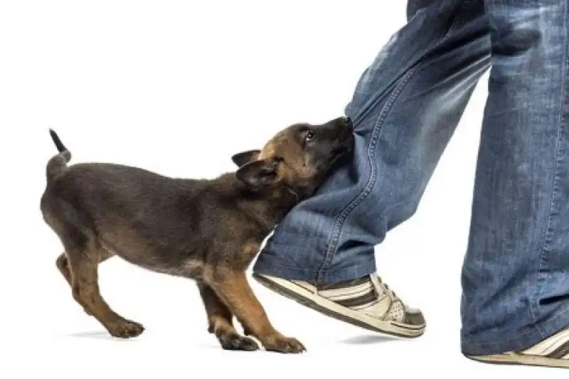 il cane vuole attenzioni