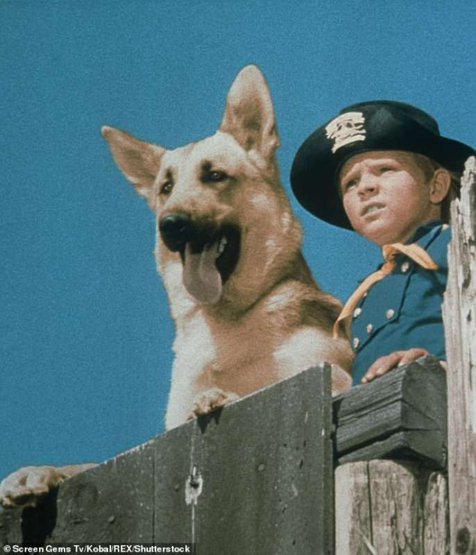 lee aaker rin tin tin