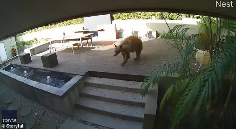 orso in casa california