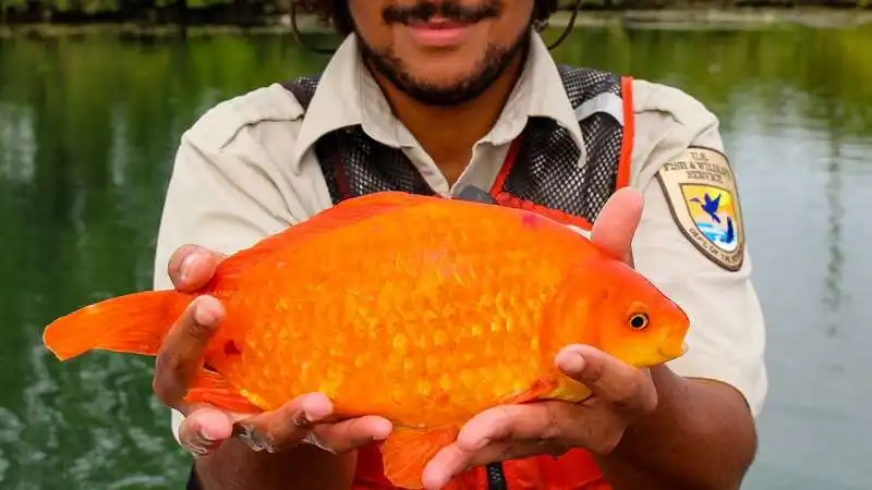 pesce rosso gigante 1