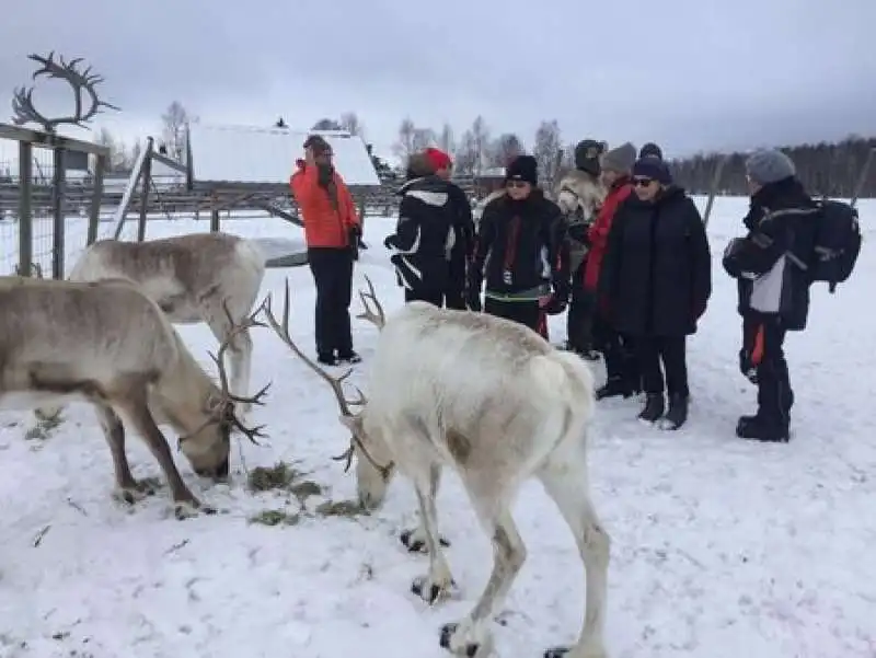 ALLEVAMENTO DI RENNE IN FINLANDIA 