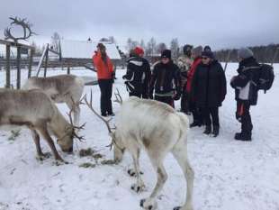 ALLEVAMENTO DI RENNE IN FINLANDIA