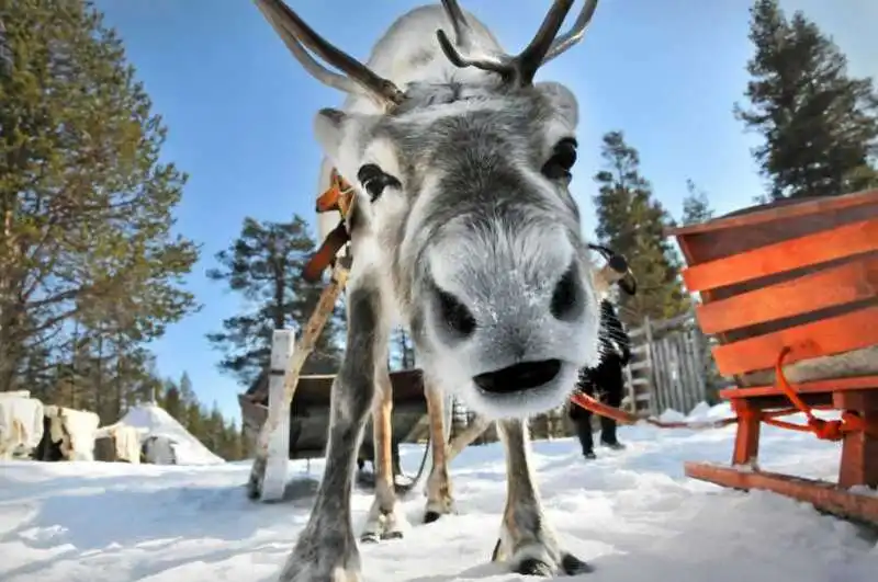 ALLEVAMENTO DI RENNE IN FINLANDIA 