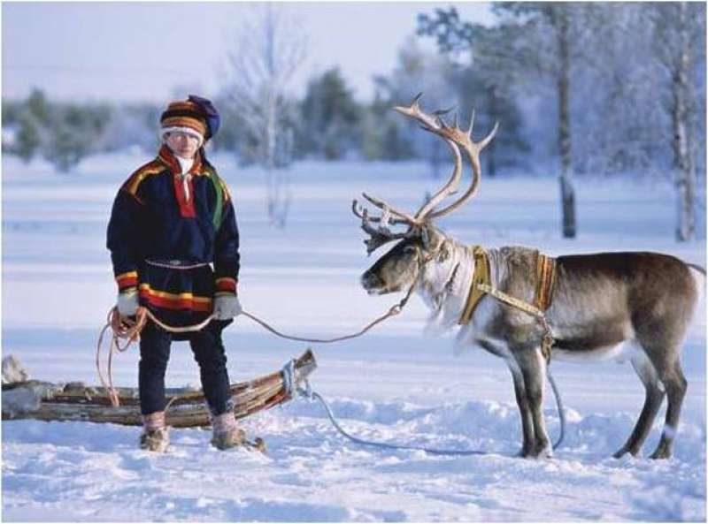 ALLEVAMENTO DI RENNE IN FINLANDIA