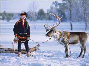 ALLEVAMENTO DI RENNE IN FINLANDIA