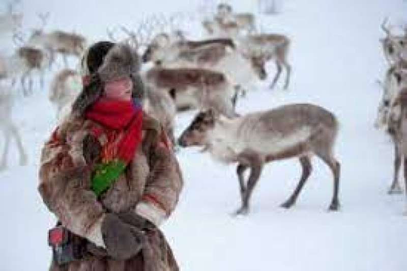 ALLEVAMENTO DI RENNE IN FINLANDIA