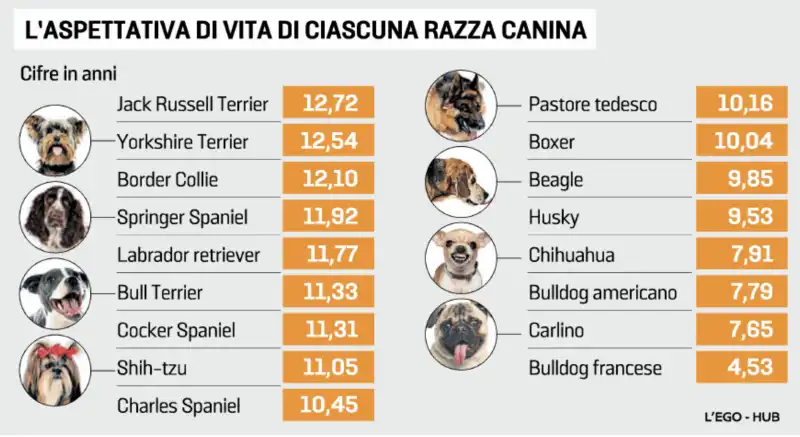 ASPETTATIVA DI VITA DELLE RAZZE DEI CANI