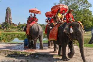 Ayutthaya Elephant Palace