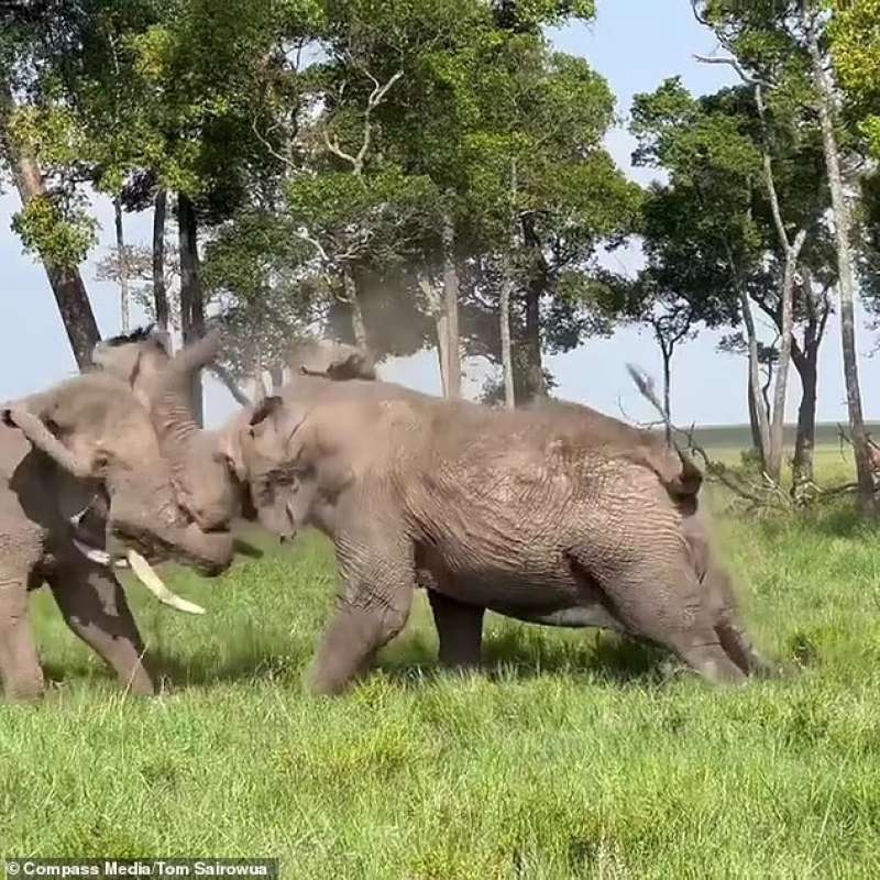 Due elefanti combattono in Kenya 5