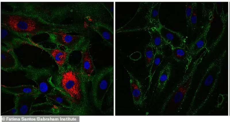 Fibroblasti