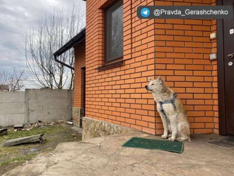 il cane reeny aspetta i padroni davanti casa