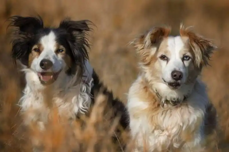 LA RAZZA DEI CANI NON NE DETERMINA IL COMPORTAMENTO 