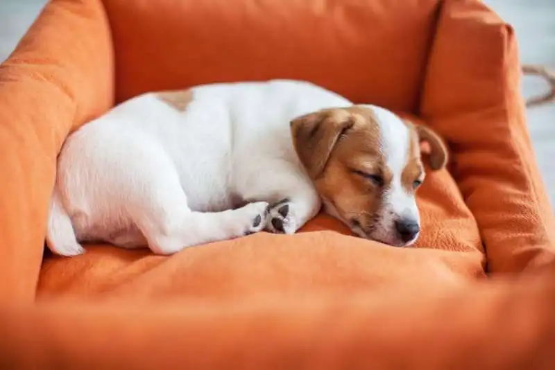 posizioni del sonno dei cani 1