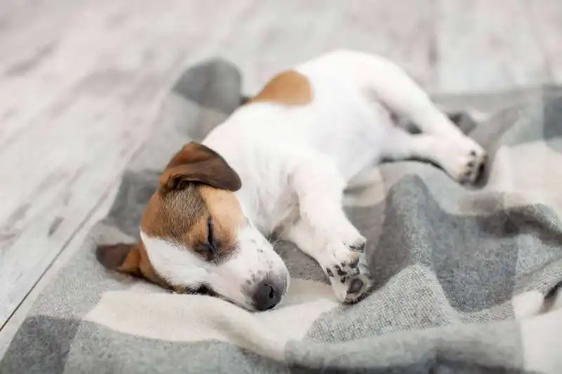 posizioni del sonno dei cani 11