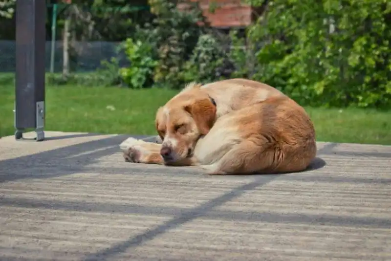 posizioni del sonno dei cani 3