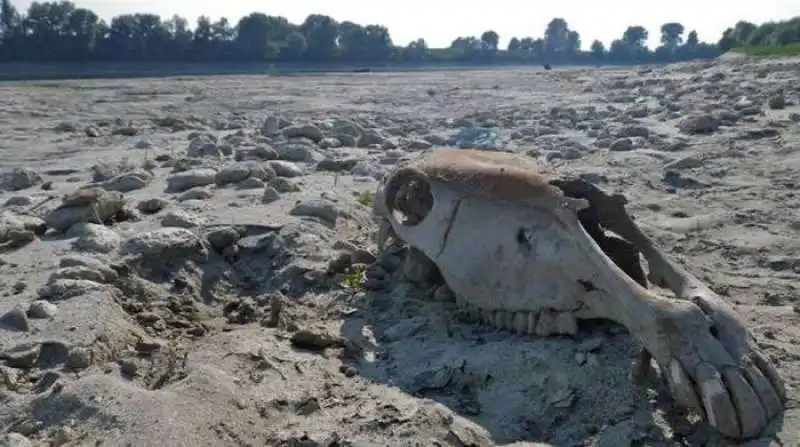 ritrovamento fossili nel fiume po 