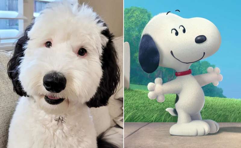 bayley il cane sosia di snoopy