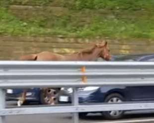 cavallo corre sulla tangenziale di napoli 2