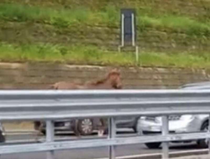 cavallo corre sulla tangenziale di napoli 3