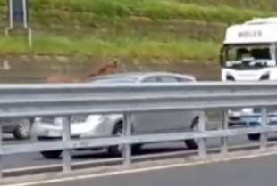 cavallo corre sulla tangenziale di napoli 4