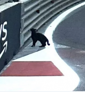 gp baku gatto in pista