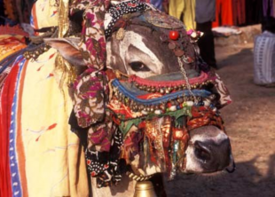 mucca india