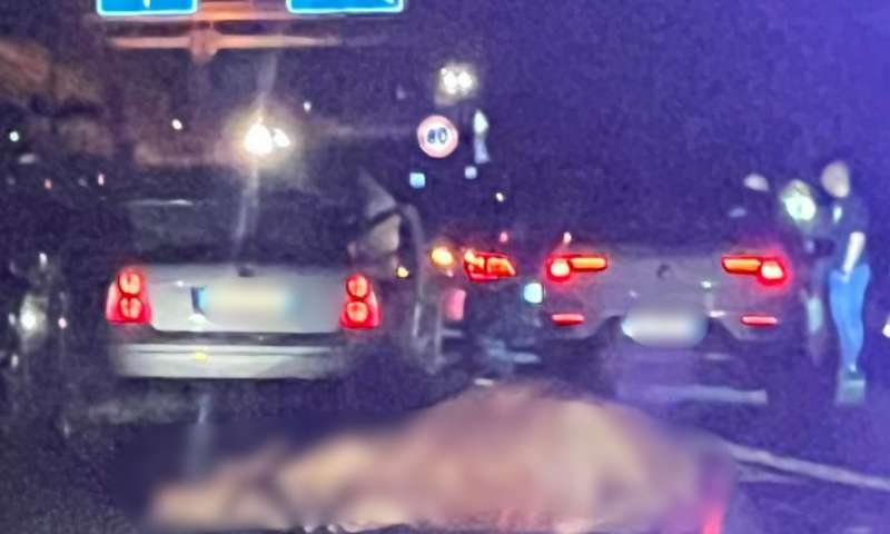 mucche in autostrada causano incidente sulla catania siracusa