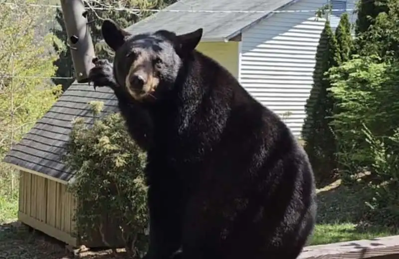 ORSO ENTRA IN UNA CASA IN NORTH CAROLINA