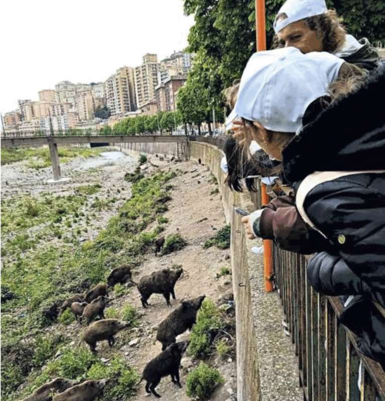 RAGAZZINI IN GITA A GENOVA OSSERVANO I CINGHIALI 1