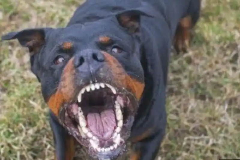 rottweiler 1