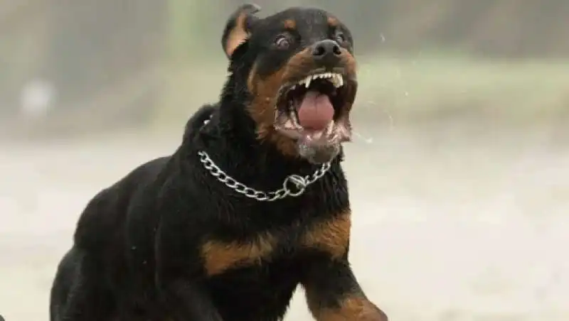 rottweiler 3