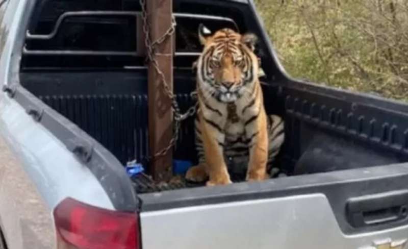 tigre abbandonata su un camioncino dal cartello della droga messicano