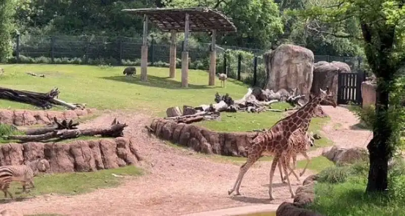 ANIMALI DELLO ZOO DI DALLAS IMPAZZISCONO DURANTE ECLISSI 